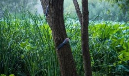 在树干上吃瓜,自然奇观中的生态趣谈