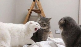 吃瓜白猫,揭秘娱乐圈的幕后故事