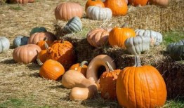 潮汕搞笑吃秋瓜视频,趣味横生的传统美食体验