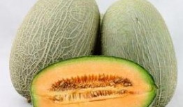 哈密瓜吃瓜能喂龟吃吗,龟类的新鲜美食探索