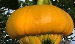 香炉瓜可以怎么吃,解锁美味新境界