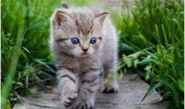 娱乐吃瓜酱猫咪视频,萌态十足，网友直呼“太可爱了！”