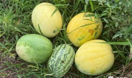 宇宙列车吃瓜,一场星际吃瓜盛宴