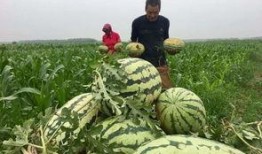 吃瓜群众吃中国瓜,跟随吃瓜群众品味中国瓜文化