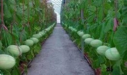 汕头吃瓜群,揭秘潮汕美食背后的故事与趣闻