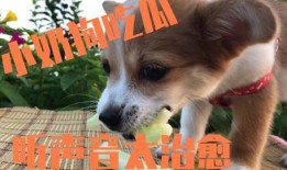 和狗吃瓜,揭秘宠物界的八卦风云