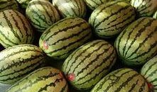 学校吃的瓜,揭秘校园美食背后的故事