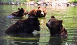 动物宝宝吃瓜,动物宝宝的甜蜜食光