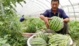 巢湖一中吃瓜视频,揭秘校园生活趣味瞬间