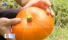 香炉瓜可以怎么吃,解锁美味新境界