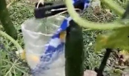 长垣吃瓜爆料视频,揭秘当地热点事件背后的真相