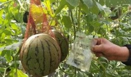 销冠吃瓜,揭秘职场八卦背后的真相