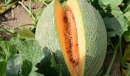 吃哈密瓜能不能吃虾子,美味搭配还是禁忌组合？