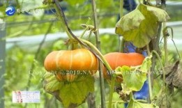 香炉瓜可以怎么吃,解锁美味新境界