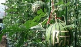 销冠吃瓜,揭秘职场八卦背后的真相