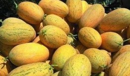 专吃哈密瓜,专吃哈密瓜的味蕾盛宴