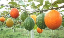 吊瓜怎么吃更苦,解锁吊瓜独特风味