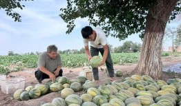新街吃瓜,揭秘街头美食背后的故事