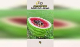 吃瓜小鸭,揭秘娱乐圈那些不为人知的幕后故事