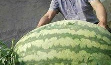 胖娃娃吃瓜,胖娃娃的甜蜜瓜果时光