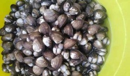 孕妇可以吃瓜螺,孕妇可以放心享用的瓜螺美味
