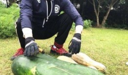 吃瓜风险,揭秘“吃瓜”背后的风险与真相