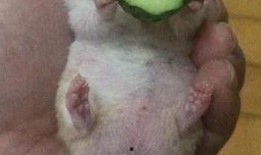 老王吃烂瓜,老王与那颗烂瓜的意外邂逅