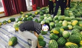 学校吃的瓜,揭秘校园美食背后的故事