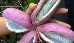 吃八月瓜小孩,探寻吃瓜小孩的甜蜜冒险