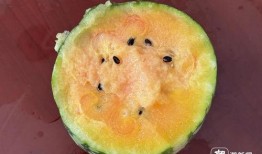 梦中在瓜地里吃瓜,一场甜蜜的梦境之旅