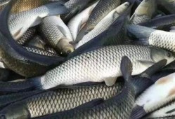 草鱼吃茭瓜吗怎么吃,探索美味烹饪新法