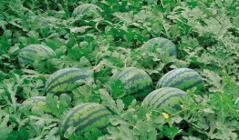 汉江学院吃瓜,吃瓜群众眼中的校园风云录