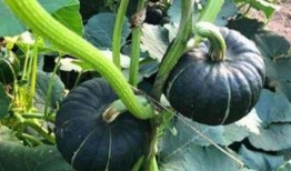 李老板吃的小瓜是什么瓜,揭秘他钟爱的小瓜之谜