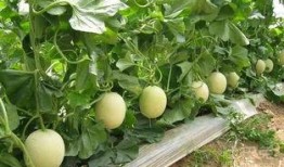 蜜露密瓜怎么吃,尽享夏日清新美味