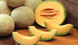 哈密瓜吃瓜能喂龟吃吗,龟类的新鲜美食探索