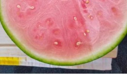 人类在线吃瓜,揭秘人类在线“吃瓜”现象背后的秘密