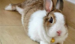 赛高兔吃瓜群,揭秘娱乐圈幕后故事