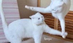 吃瓜白猫,揭秘娱乐圈的幕后故事