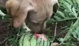 梦中在瓜地里吃瓜,一场甜蜜的梦境之旅