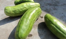 脆甜蜜瓜怎么吃,脆甜蜜瓜的多重食法探索