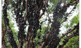 在树干上吃瓜,自然奇观中的生态趣谈