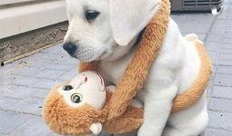 吃瓜小狗文案短句,趣味短句里的生活百态