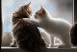 猫吃麻瓜,揭秘麻瓜美食的神秘魅力