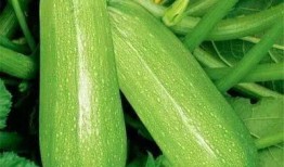 下川岛吃瓜,夏日吃瓜盛宴，尽享海滨悠闲时光