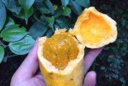 吃八月瓜小孩,探寻吃瓜小孩的甜蜜冒险