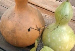 吃葫芦瓜成分,健康饮食新选择