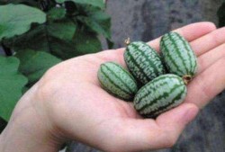 园林吃瓜,吃瓜畅享清凉时光