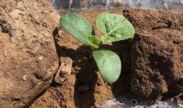 土蜜瓜怎么吃,解锁美味新体验