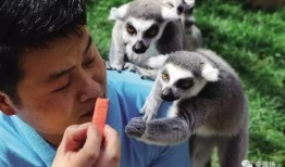 动物宝宝吃瓜,动物宝宝的甜蜜食光