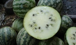 怎么屏蔽吃瓜广告,畅享无干扰网络体验